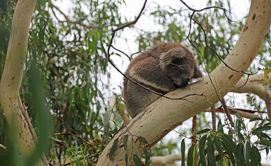 Koala sleeping on eucalyptus branch - Kennett River, Victoria, Australia