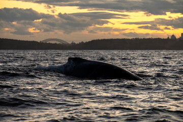 Fototapeta premium Humpback whale swimming near the coast, Sydney Australia