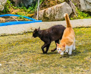 Two cats, one black, one orange and white,