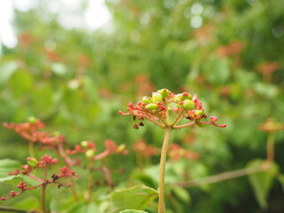 Nodding spurge found at Arboretum przelewice (Ogród Dendrologiczny w Przelewicach) English : Dendrological Garden in Przelewice
