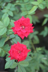 red rose in the garden