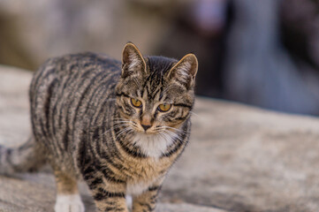 Portrait of gray and black cat with blurred background.