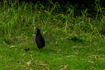 Black hen and her baby chick together