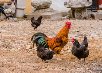 Large cochin rooster standing tall