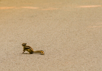 Chipmunk on a paved road