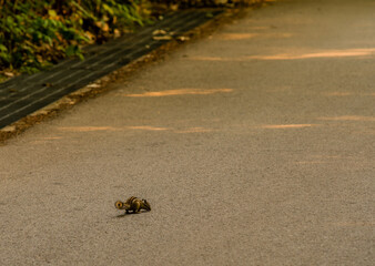 Chipmunk hunting for food