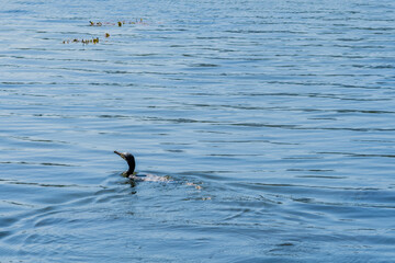 Cormorant swimming in lake