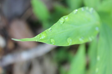 The green leaves with rainy drop in the morning