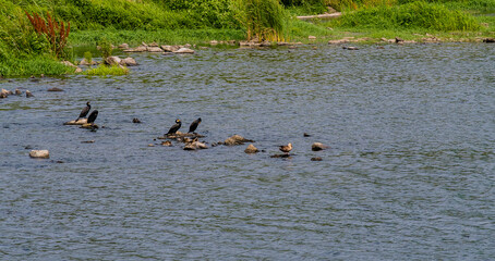Double-crested Cormorant sitting on large
