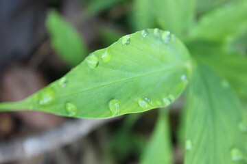 The green leaves with rainy drop in the morning