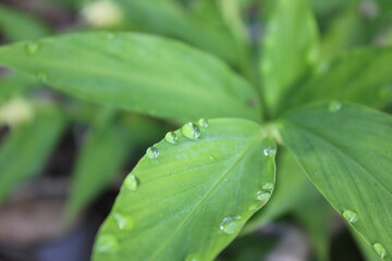 The green leaves with rainy drop in the morning