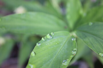 The green leaves with rainy drop in the morning