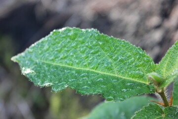 The green leaves with rainy drop in the morning