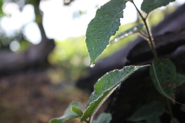 The green leaves with rainy drop in the morning
