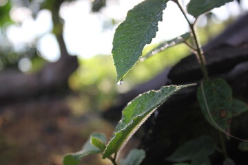 Obraz premium The green leaves with rainy drop in the morning