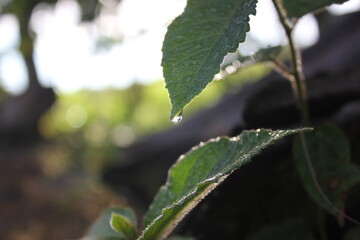 The green leaves with rainy drop in the morning