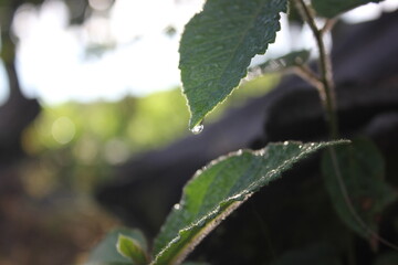 The green leaves with rainy drop in the morning