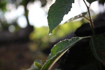 The green leaves with rainy drop in the morning
