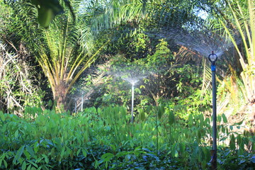 Sprinkler watering in a rubber plantation