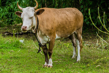Closeup of a brown and white heifer