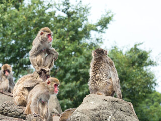 Obraz premium ニホンザル