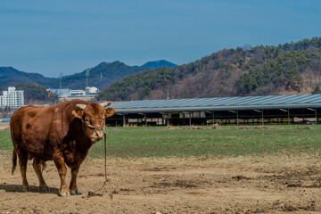Brown bull standing in field