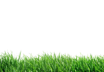 Obraz na płótnie Canvas green grass fresh overlay herbal growth banners and fresh overlay stripes on white