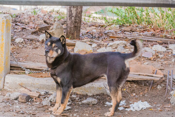 Black dog with brown markings