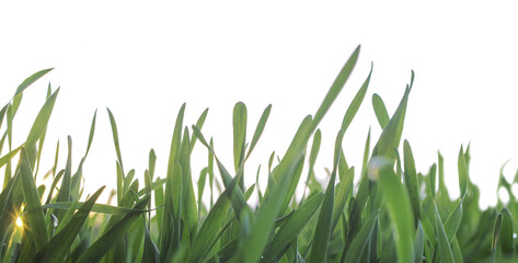 lite green grass fresh overlay herbal growth banners and fresh overlay stripes on white