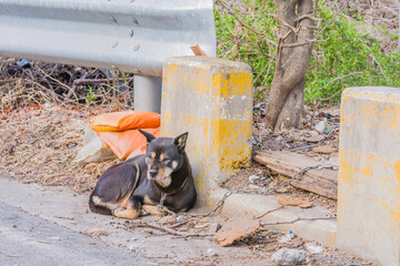 Black dog with brown markings