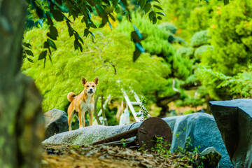 Dog standing in defensive position