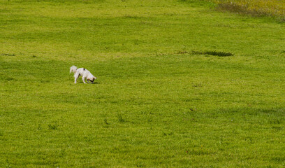 Small white dog in field