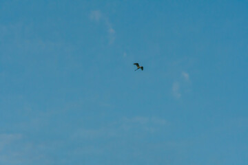Egret high overhead in blue sky.