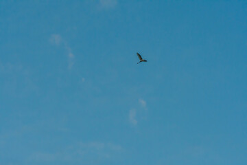 Egret high overhead in blue sky.