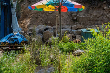Guard dog at rural construction site.