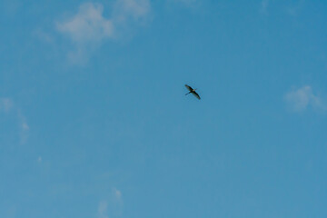 Egret high overhead in blue sky.