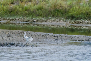 Common egret landing in shallow water