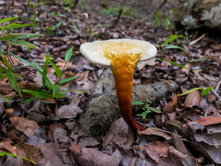 Hemlock Varnish Shelf (Ganoderma tsugae) in northern Florida