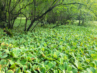 Water Lettuce (Pistia stratiotes) in a swamp in northern Florida