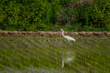  Egret in rice paddy