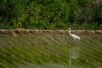 Egret hunting for food