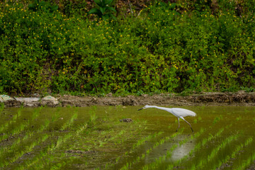 Egret hunting for food