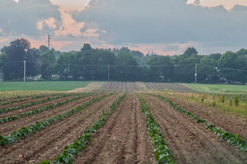 Young Plants in the farm in Rochester