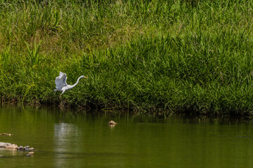 Low flying white egret