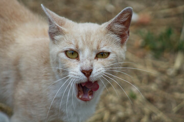 Barn Cat