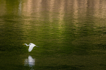 Egret flying over river