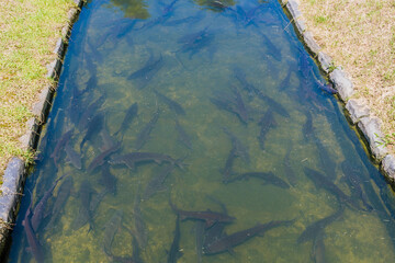Large fresh water sturgeon