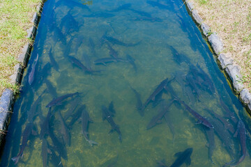 Large fresh water sturgeon