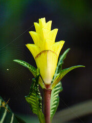 Zebra Plant (Aphelandra squarrosa 'Louisae' )