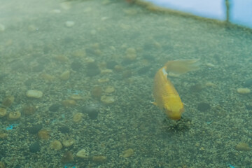 Golden carp in fish tank.